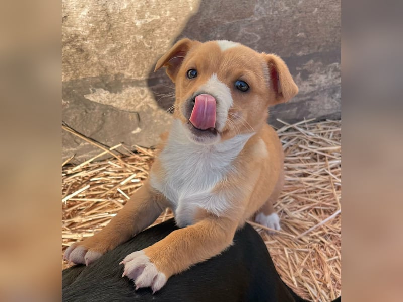 Finn, 11 Wochen sucht seine Chance