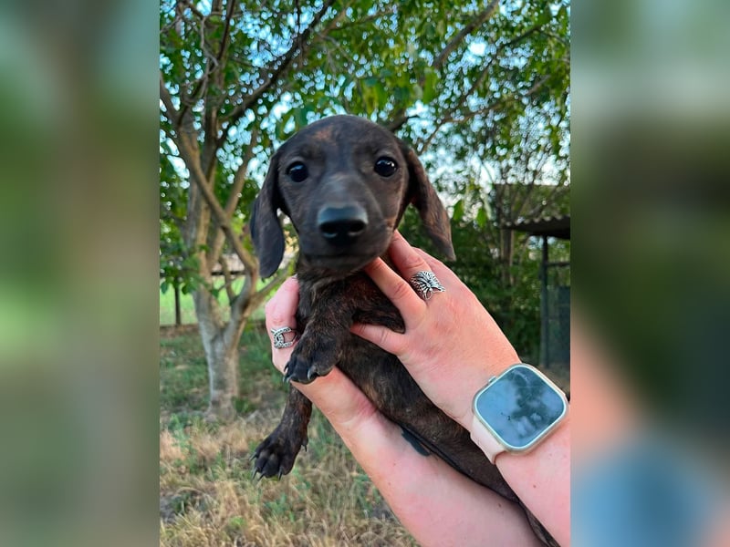 Tuttifrutti, geboren 20.03.2026, 22cm sucht ihre Menschen