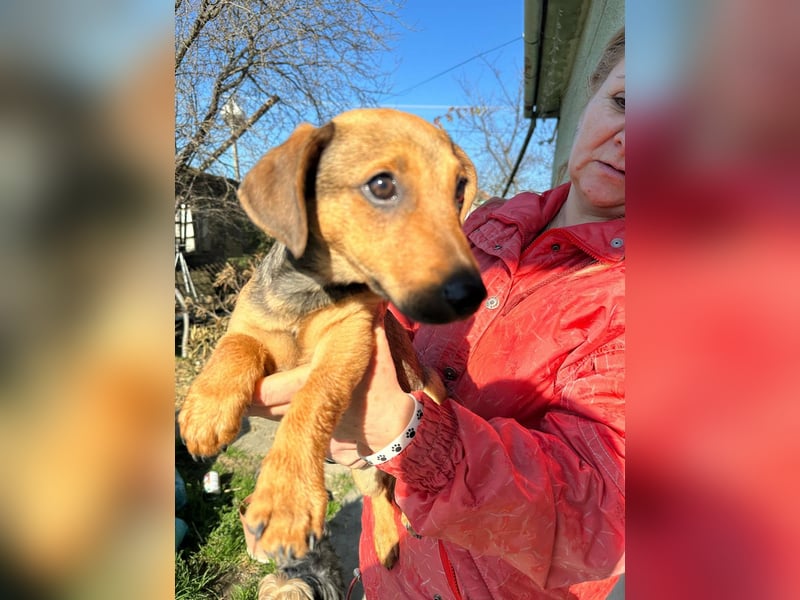 Pluto, geboren 05.11.2025, 24cm sucht sein Glück
