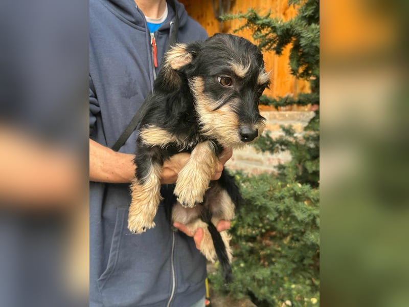 Benito, geboren 03.2025, 25cm sucht seine Menschen