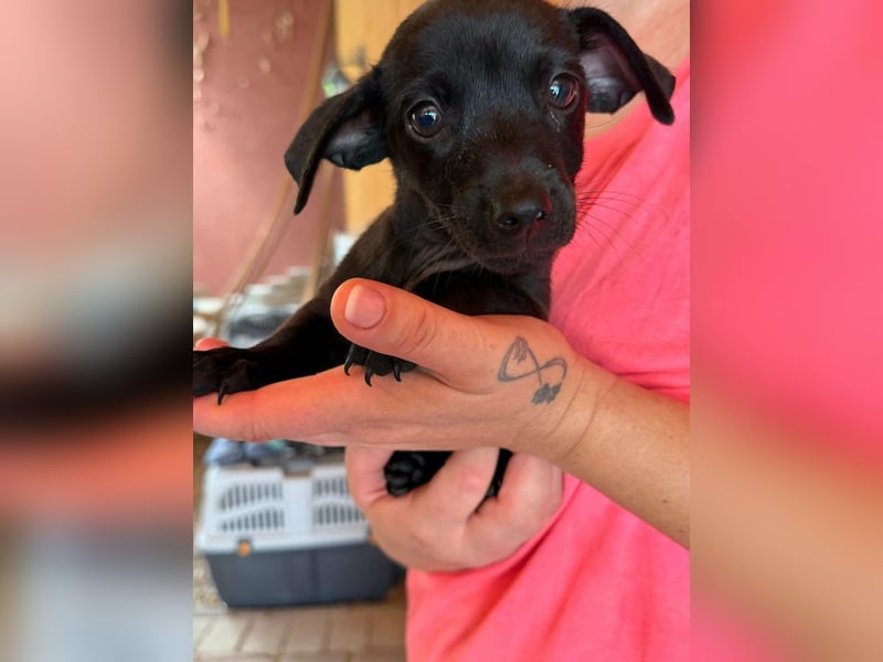 Pedro, 18.06.2026 geboren, 15cm sucht seine Chance