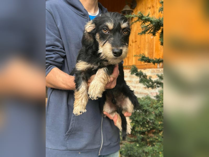 Benito, geboren 03.2025, 25cm sucht seine Menschen