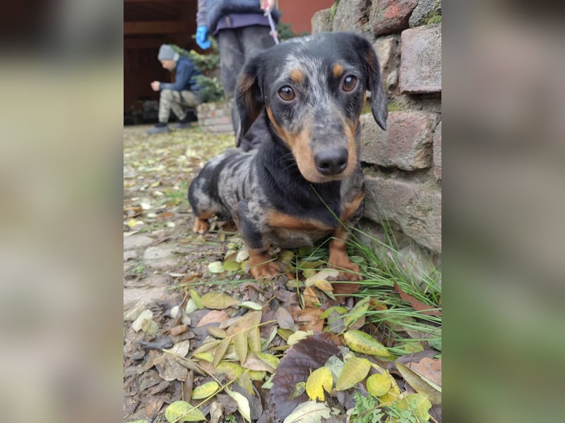 Hunor, geboren 12.06.2024, 26cm sucht seine Menschen