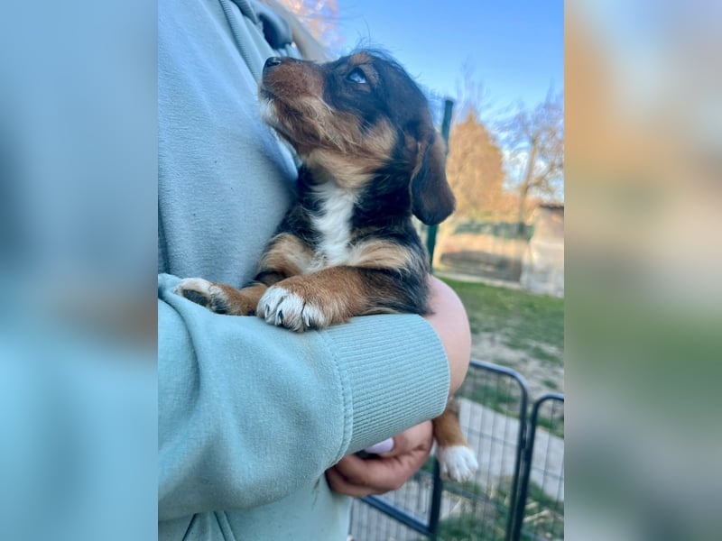 Junior, geboren 19.01.2026 sucht sein Glück