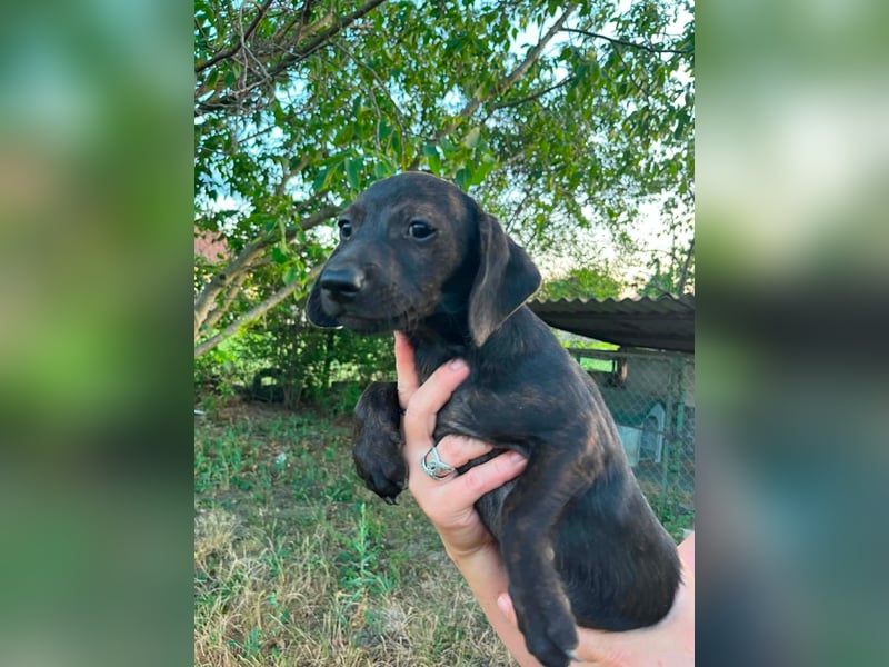 Haribo, geboren 20.03.2026, 23cm sucht seine Menschen