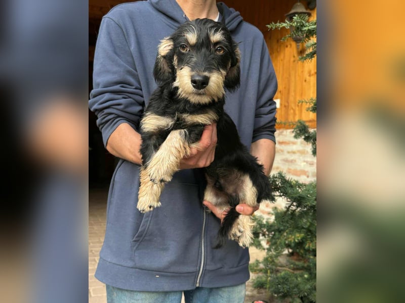 Benito, geboren 03.2025, 25cm sucht seine Menschen