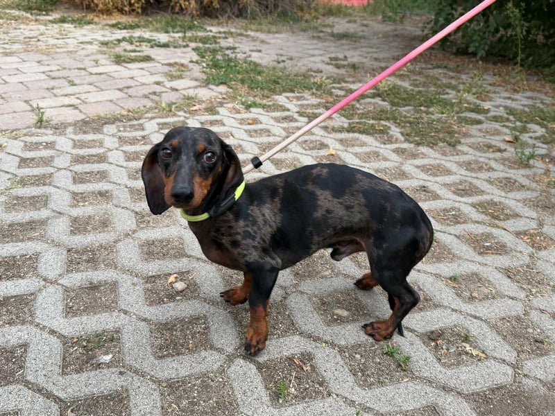 Rio, geboren 04.06.2025, 25cm sucht seine Menschen