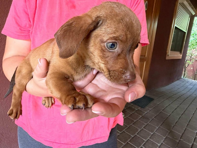 Pascal, 18.06.2026 geboren, 14cm sucht sein Körbchen