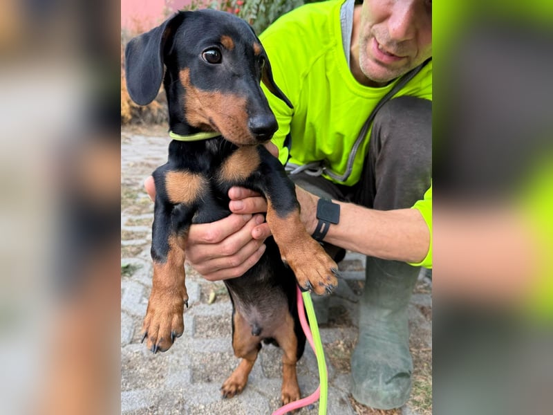 Hugo, geboren 29.04.2026, 24cm sucht sein Plätzchen