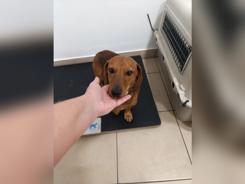 Mogyi, geboren 01.01.2022, 26cm sucht sein Glück