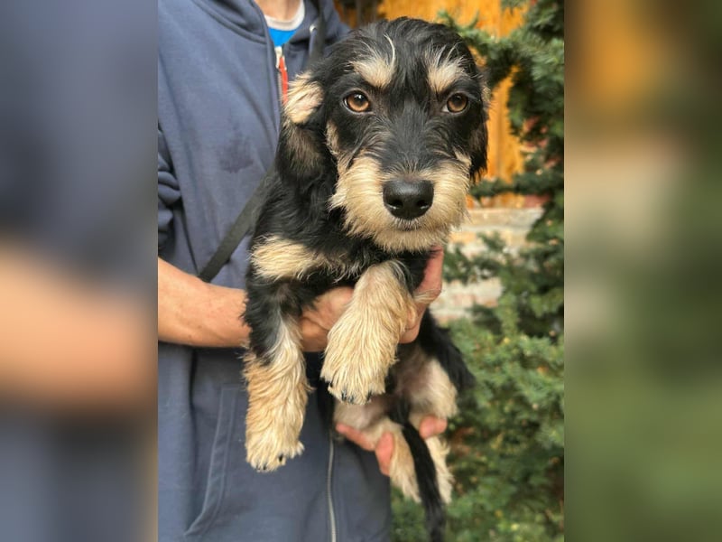 Benito, geboren 03.2025, 25cm sucht seine Menschen