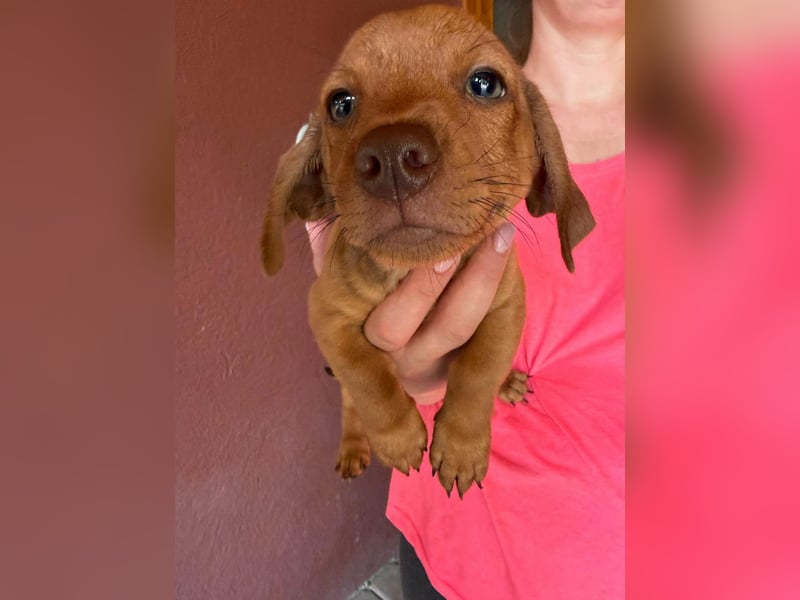 Pierre, 18.06.2026 geboren, 14cm sucht sein Für immer Zuhause