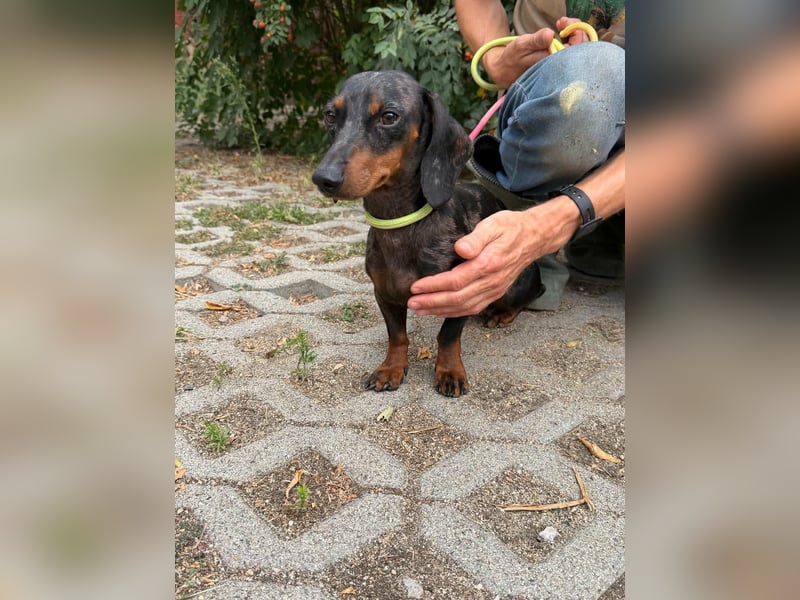 Rio, geboren 04.06.2025, 25cm sucht seine Menschen