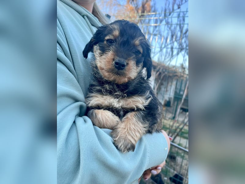 Jessica, geboren 19.01.2026 sucht ihre Menschen