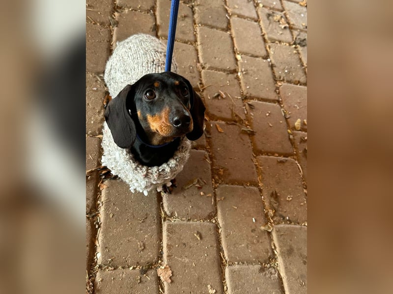 Stella, geboren 01.01.2023, 24cm sucht ihr Glück