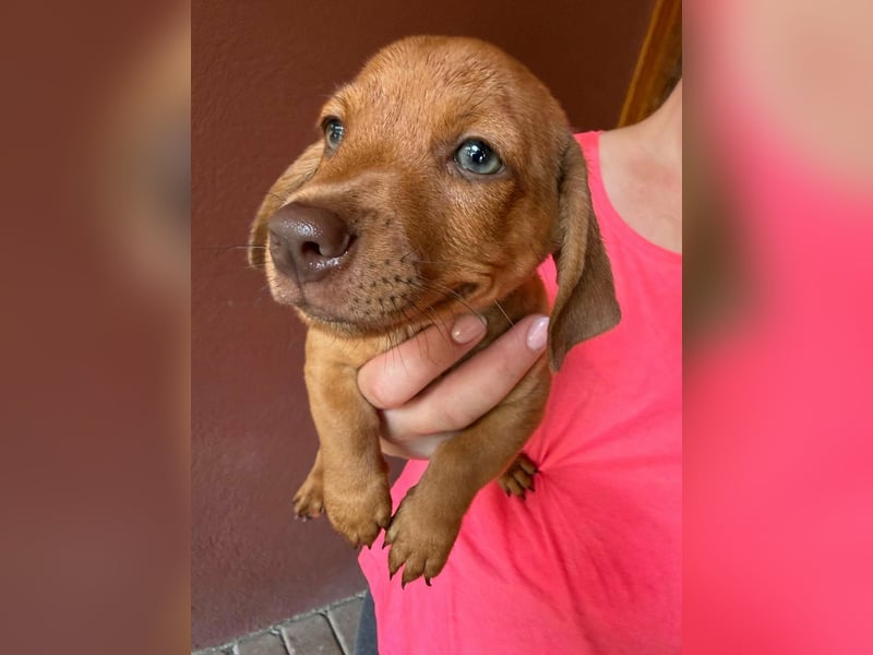 Pierre, 18.06.2026 geboren, 14cm sucht sein Für immer Zuhause