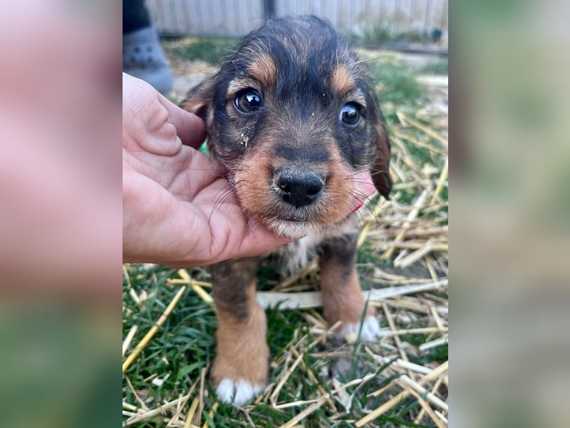 Junior, geboren 19.01.2026 sucht sein Glück