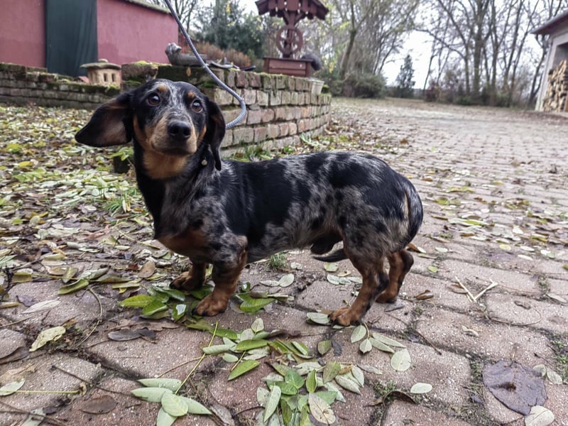 Hunor, geboren 12.06.2024, 26cm sucht seine Menschen