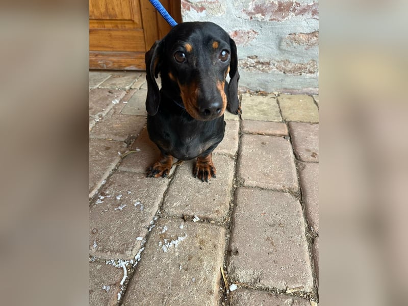 Stella, geboren 01.01.2023, 24cm sucht DICH!