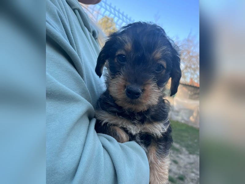 Jessica, geboren 19.01.2026 sucht ihre Menschen