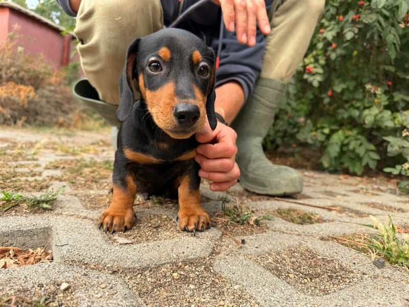 Noel, geboren 22.06.2026, 17cm sucht Dackel-Fan