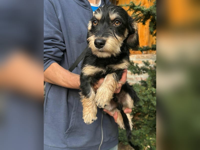 Benito, geboren 03.2025, 25cm sucht seine Menschen