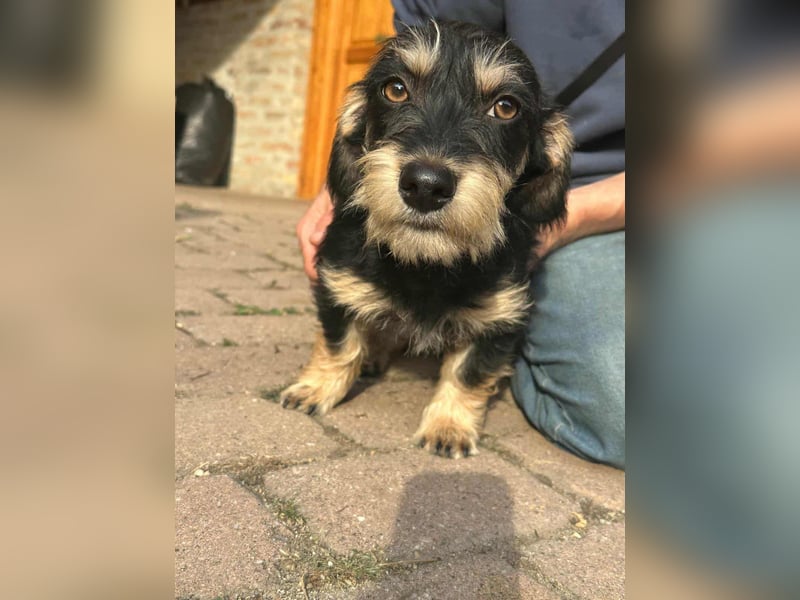 Benito, geboren 03.2025, 25cm sucht seine Menschen