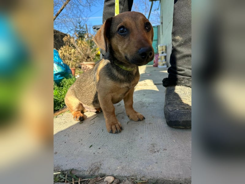 Pluto, geboren 05.11.2025, 24cm sucht sein Glück