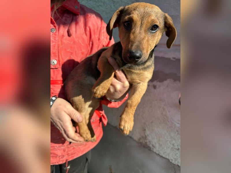 Pluto, geboren 05.11.2025, 24cm sucht sein Glück