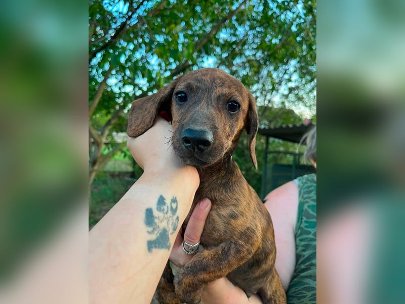 Toffifie, geboren 20.03.2026, 24cm sucht sein Zuhause