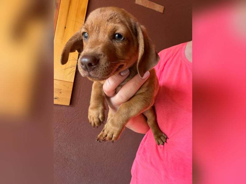 Pierre, 18.06.2026 geboren, 14cm sucht sein Für immer Zuhause