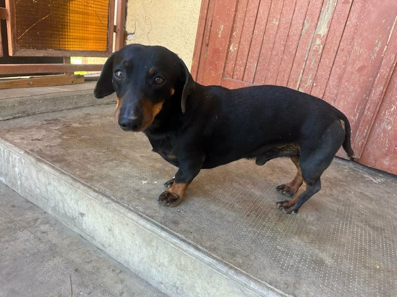 Zserbo, geboren 07.04.2020, 26cm sucht seine Menschen
