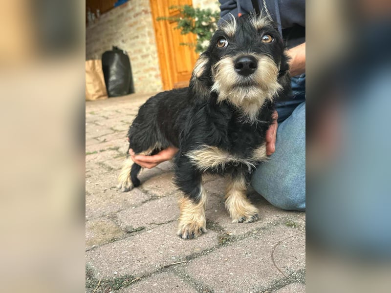 Benito, geboren 03.2025, 25cm sucht seine Menschen