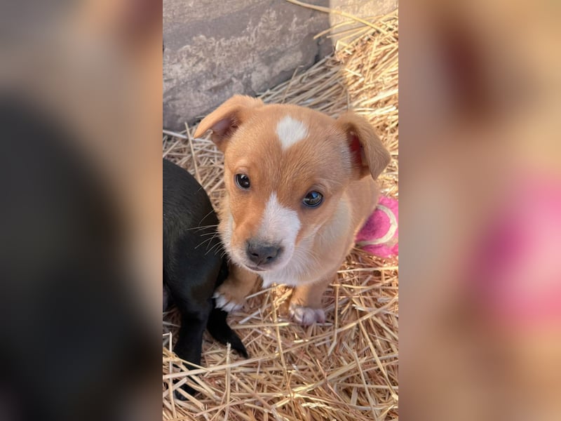 Finn, 11 Wochen sucht seine Chance