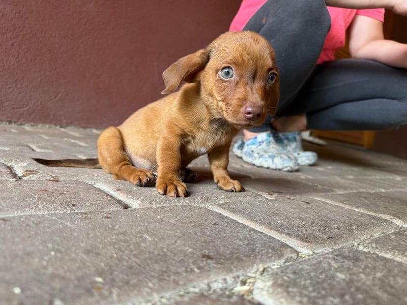 Pascal, 18.06.2026 geboren, 14cm sucht sein Körbchen