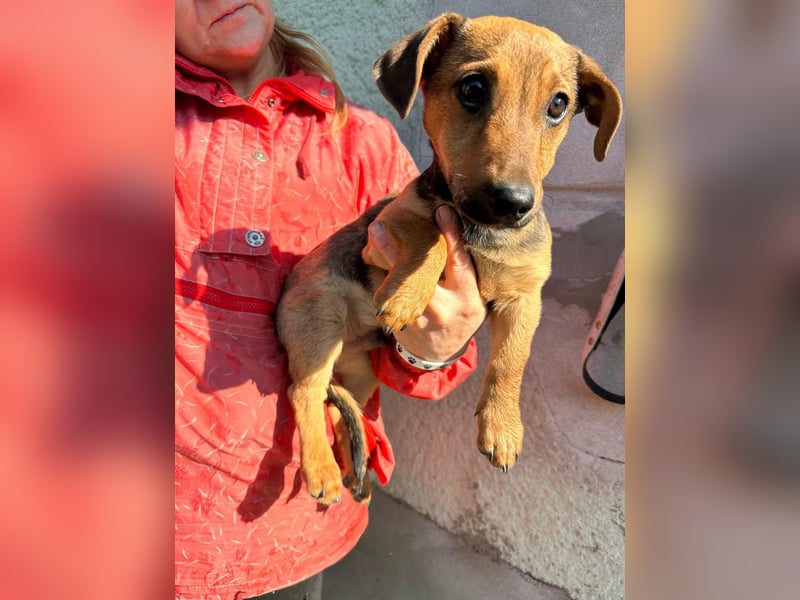 Pluto, geboren 05.11.2025, 24cm sucht sein Glück