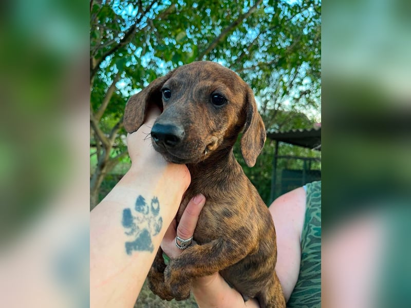 Toffifie, geboren 20.03.2026, 24cm sucht sein Zuhause