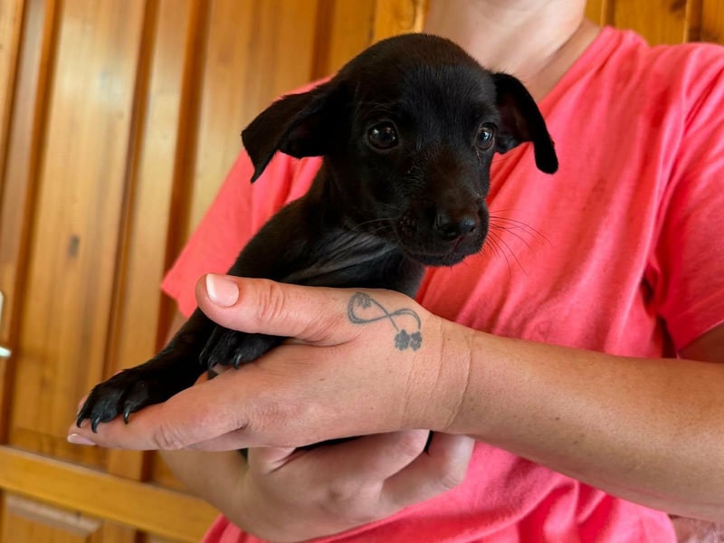 Pedro, 18.06.2026 geboren, 15cm sucht seine Chance
