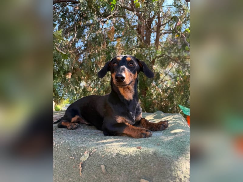 Monty, geboren 12.04.2025, 26cm sucht Dackel Zuhause