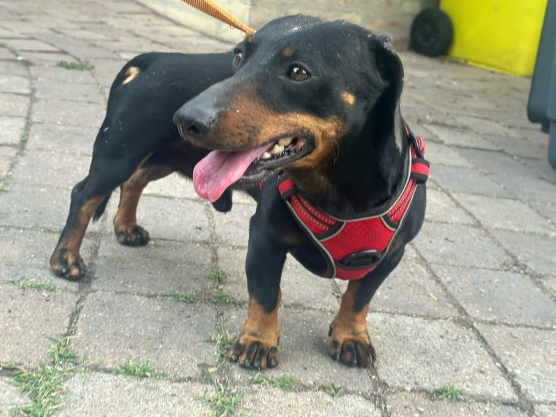 Zserbo, geboren 07.04.2020, 26cm sucht seine Menschen