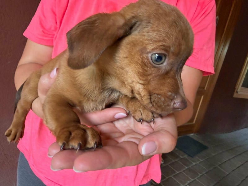 Pascal, 18.06.2026 geboren, 14cm sucht sein Körbchen