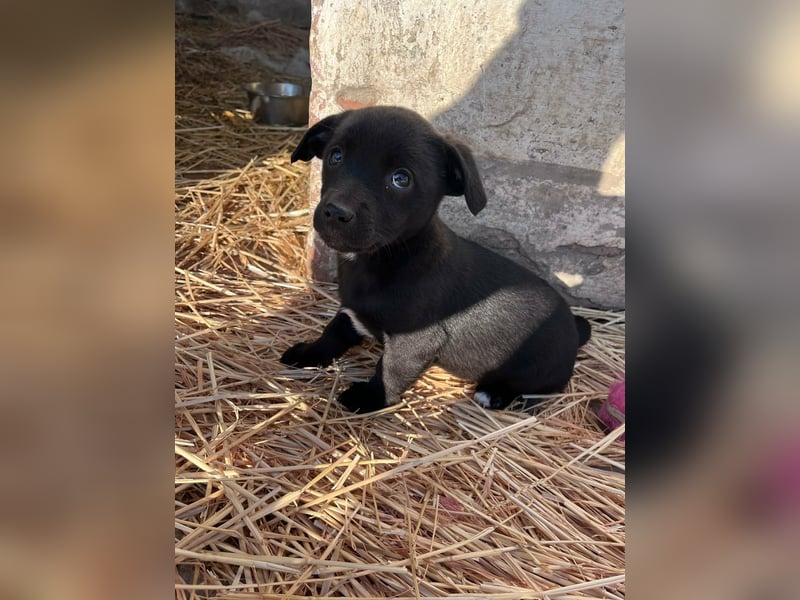 Alina, 11 Wochen sucht ihre Menschen