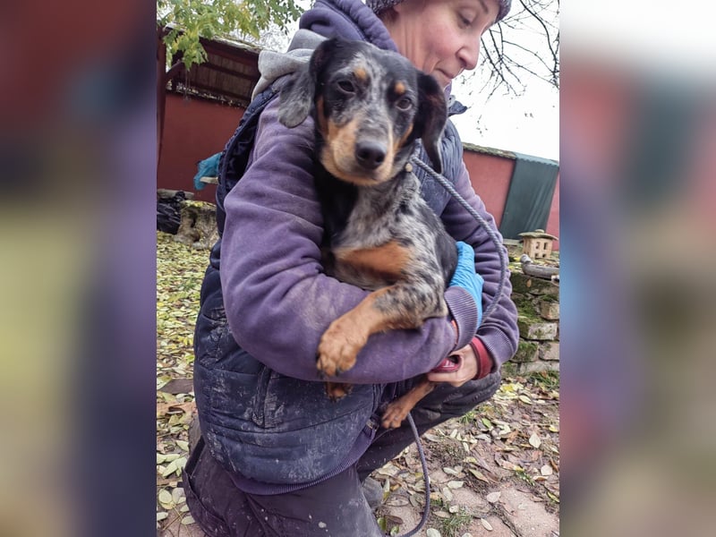 Hunor, geboren 12.06.2024, 26cm sucht seine Menschen