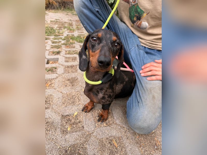 Rio, geboren 04.06.2025, 25cm sucht seine Menschen