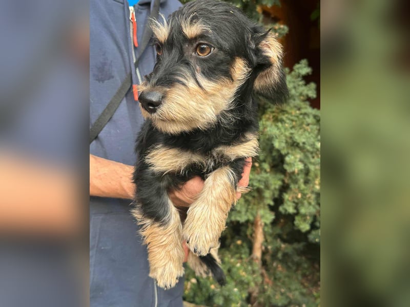 Benito, geboren 03.2025, 25cm sucht seine Menschen