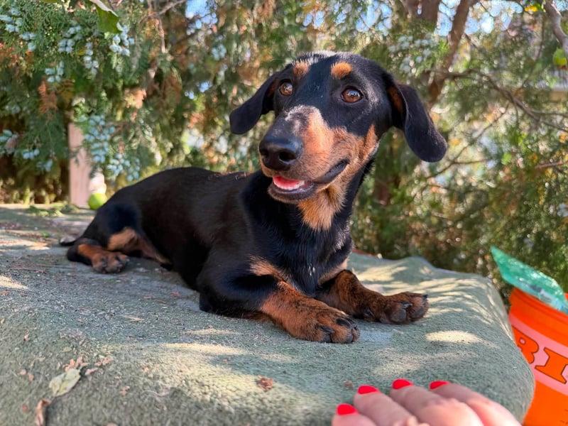 Monty, geboren 12.04.2025, 26cm sucht Dackel Zuhause