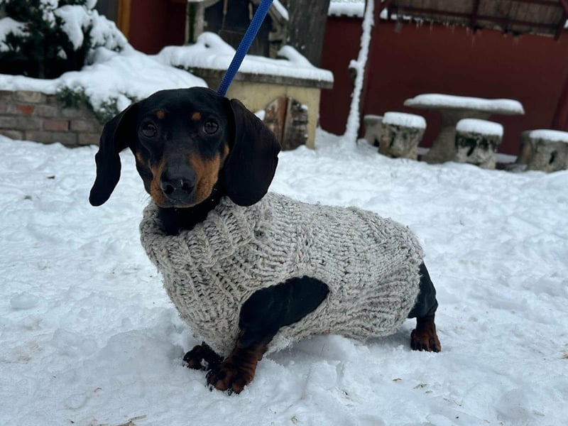 Stella, geboren 01.01.2023, 24cm sucht ihr Glück