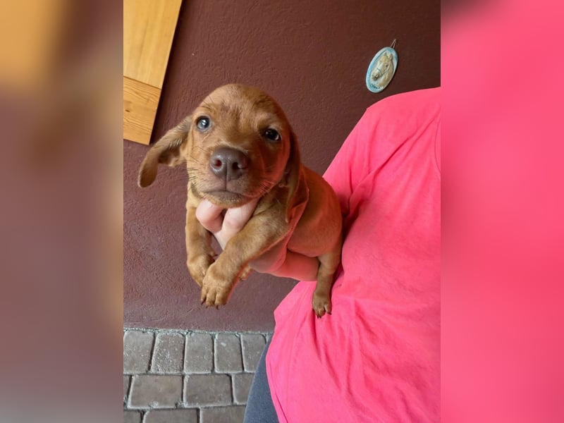 Pierre, 18.06.2026 geboren, 14cm sucht sein Für immer Zuhause