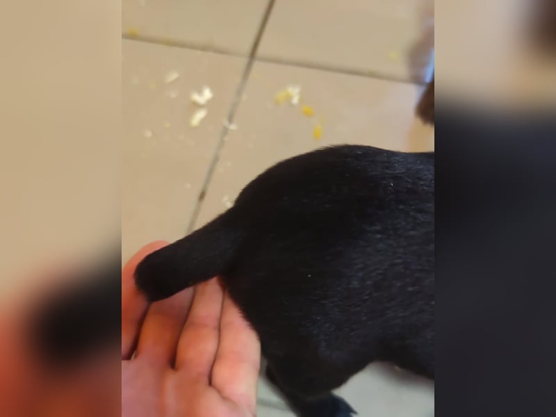 Pedro, 18.06.2026 geboren, 15cm sucht seine Chance