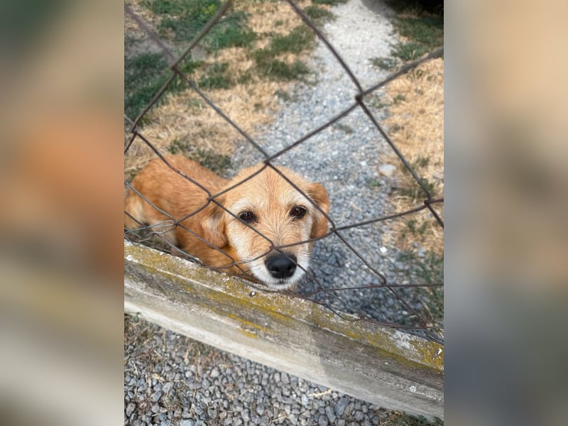 Marshall, geboren 24.04.2026, 25ch sucht seine Menschen